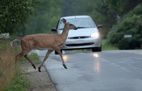 Kaip išvengti susidūrimo su gyvūnu?