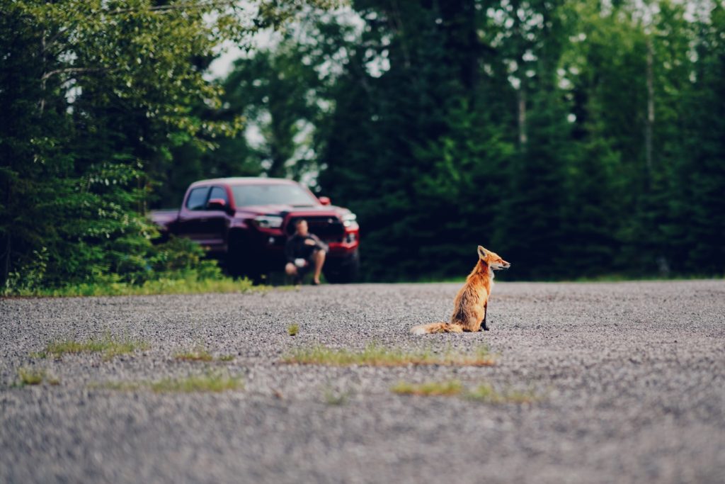Dėl ko įvyksta susidūrimai su laukiniais gyvūnais?