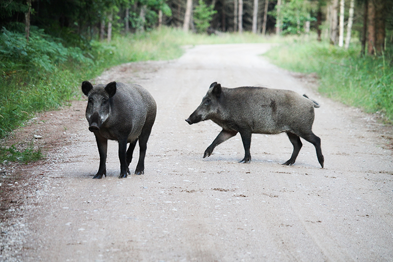Kaip nuvyti gyvūną nuo kelio?